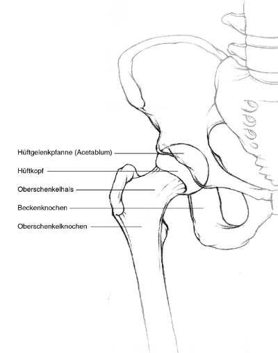 hüfte